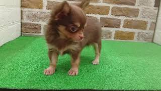 チワワ(ロング)の動画01