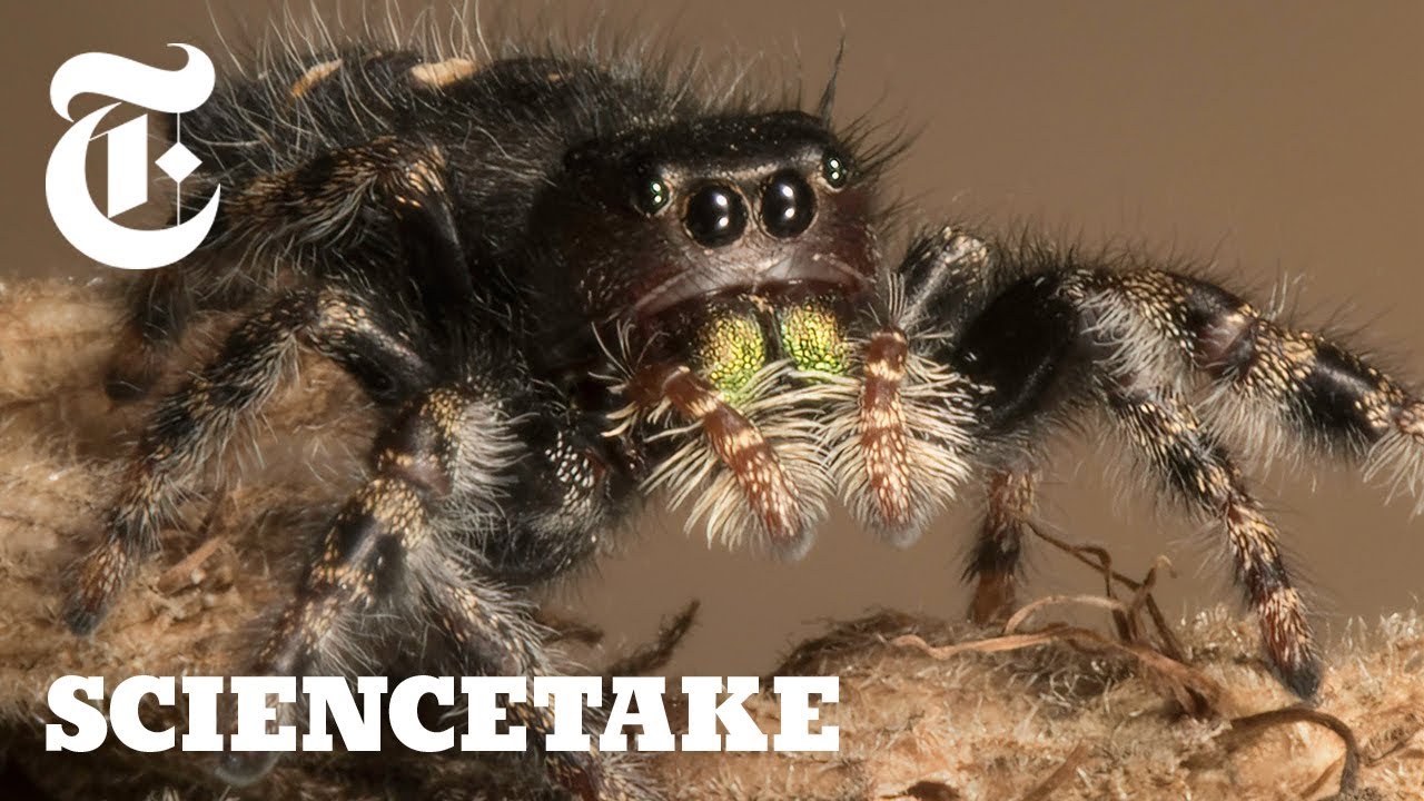 How to Give a Spider an Eye Test | ScienceTake