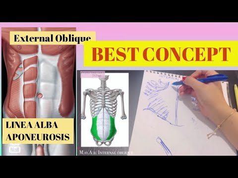 Muscles of Anterior Abdominal Wall | Easy to learn | Memorize with me | Anatomy