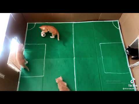 Gatos jugando al futbol. (creo que son gatos) ._.