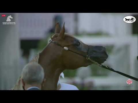 N 70 SHUMOOS AL HAWAJER   Sharjah International Arabian Horse Festival 2021   Fillies 2 Years Old Cl