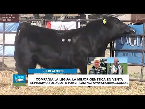 JULIO ALBERDI DE CABAÑA LA LEGUA. ANGUS EN CORONEL PRINGLES.SE VIENE EL REMATE DIA 2 DE AGOSTO.