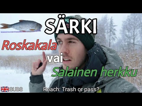 Pilkitään särkeä ja maistan särkeä ensimmäistä kertaa