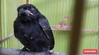 Download lagu BERISIK | Burung SRI GUNTING HITAM belajar bunyi mp3 Download lagu BERISIK | Burung SRI GUNTING HITAM belajar bunyi mp3