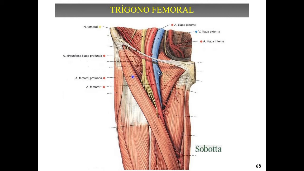 QuarentAnato UFTM - Artérias (Membros Inferiores)