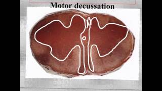 Part 4 Revision Histological Slides