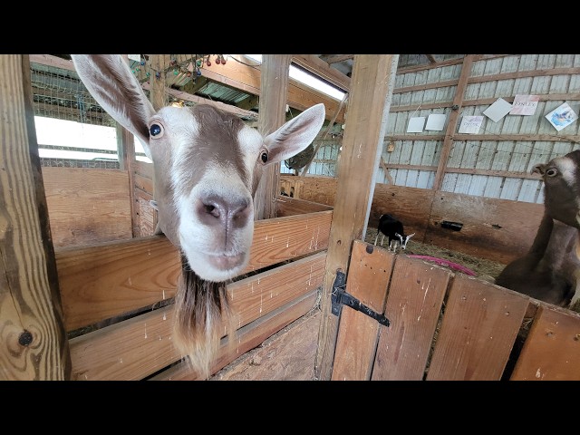Live webcam view of Baby Goats in The Village Barn
