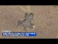 Chicago Rat Hole defaced and restored; Good Samaritan speaks with ABC7