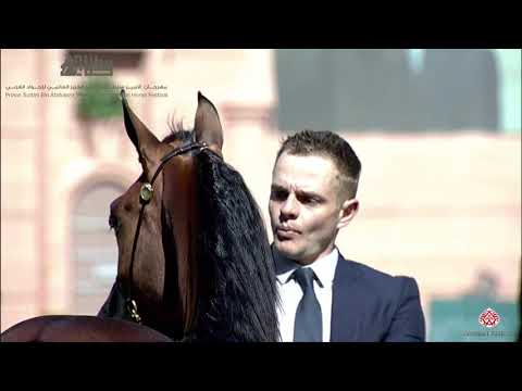 N.48 AMALI ATHBAH - 2020 PSAIAHF Al Khalediah Show - Yearling Fillies (Class 1C)