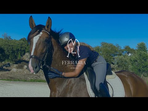 Maestro da Ferraria - Ferraria Horses