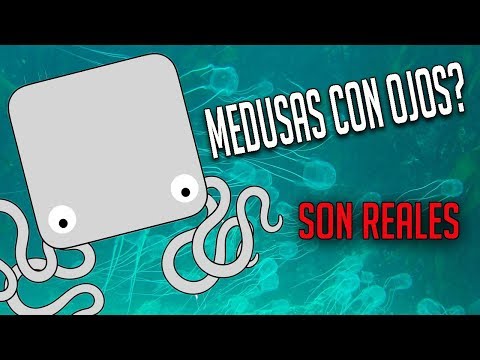 download lagu mp3 mp4 Medusa Animal Wikipedia Espaol, download lagu Medusa Animal Wikipedia Espaol gratis, unduh video klip Medusa Animal Wikipedia Espaol