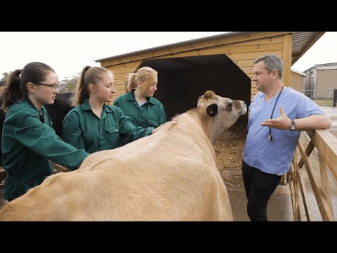 Veterinary Medicine at Cambridge