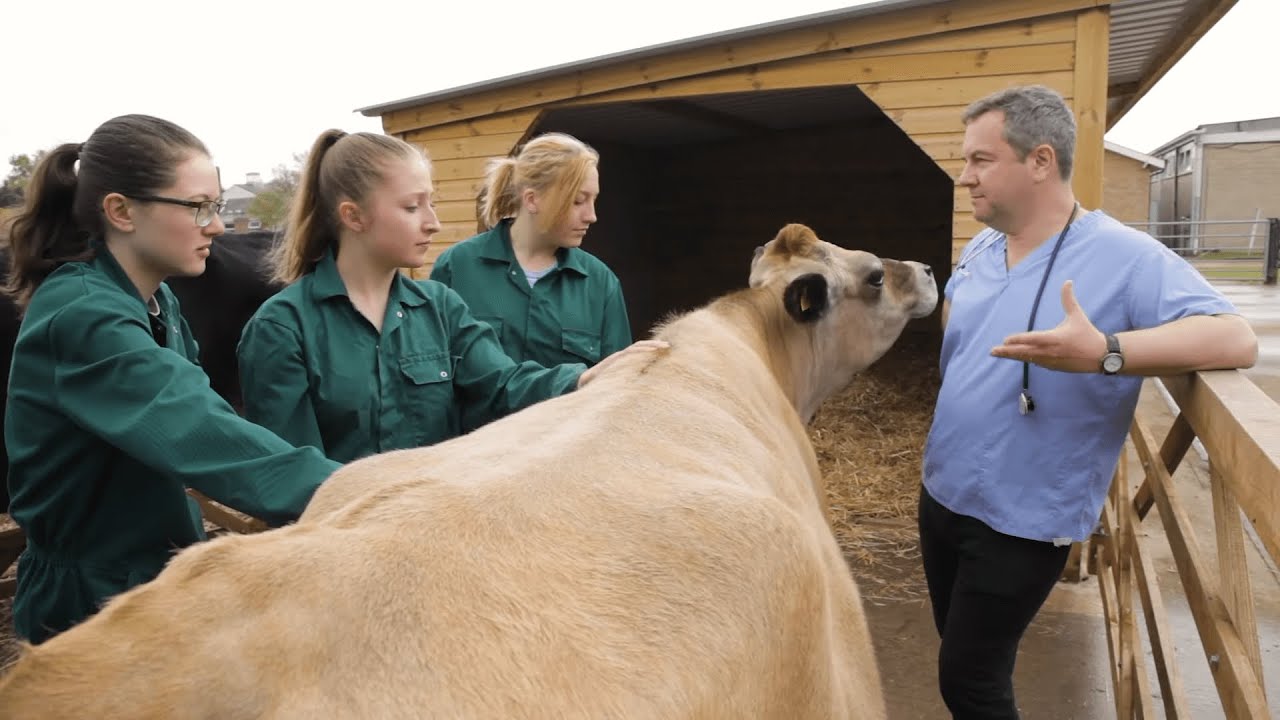 Veterinary Medicine at Cambridge