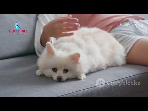 This AI Makes Your Pet Speak English! 🐕💬 #Pets #Animals #Communication Part 1