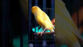 Download lagu CUITAN KENARI BETINA mp3 Download lagu CUITAN KENARI BETINA mp3