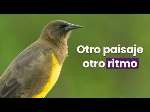 Pajareando en caminos rurales de Baradero