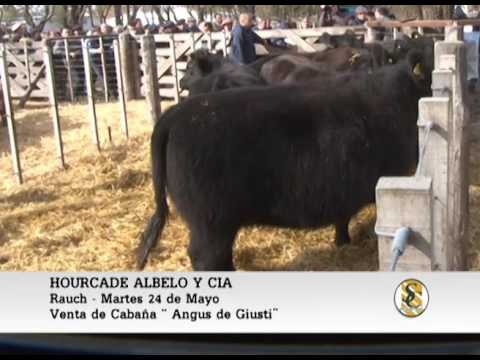 24-05-16 Venta de Vaquillonas - Angus de Giusti - Rauch.