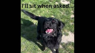 Video preview image #1 Mutt Puppy For Sale in Emmett, ID, USA