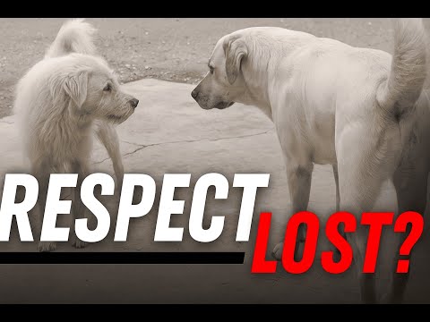 King Charles Finally Submitted To Tyrant?