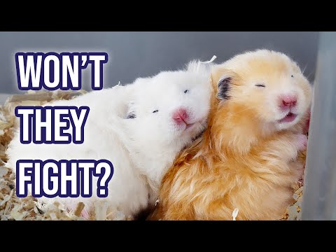When NOT to Separate Hamsters