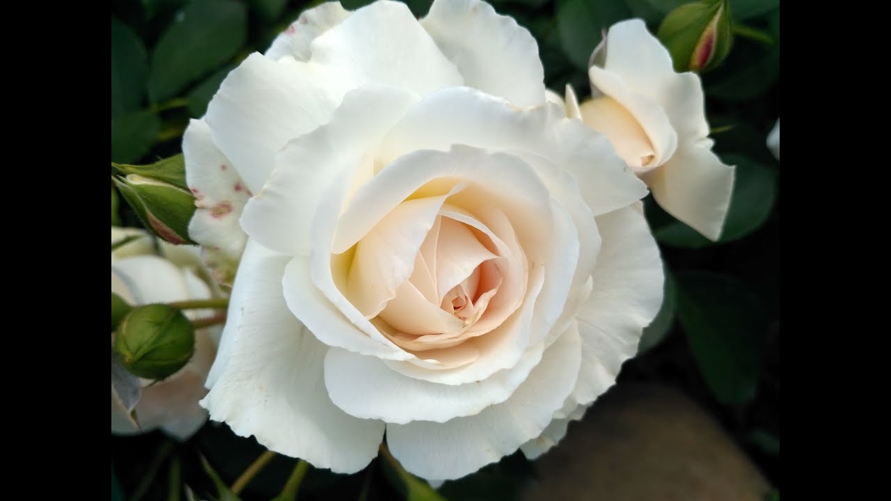 Белая роза &quot;Космос&quot;. Июль 2021.