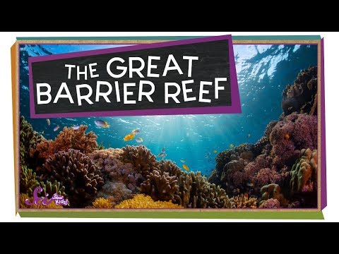 image-What is the biggest creature in the Great Barrier Reef?