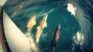 Kick Out the Jams - Presidents of the USA