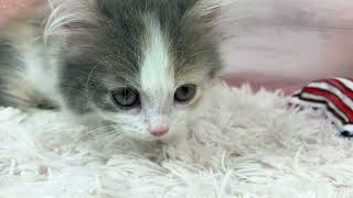 ミヌエットの動画01