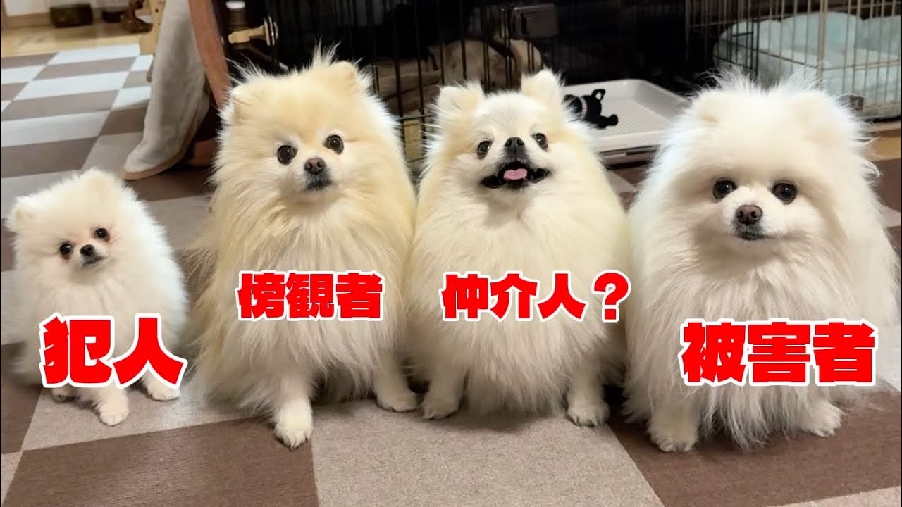 初めてのひな祭りで起きた騒動がこちらです