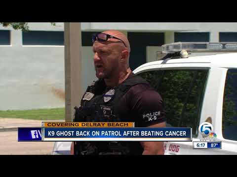 K9 Ghost back on patrol after beating cancer