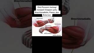 Download lagu melatih otot lengan mp3