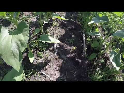 Гербицид Гелиантекс (Helianthex) послеходовой, банка 1 л. - Corteva - фото 1 - id-p2962075003