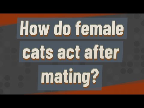 How do female cats act after mating?
