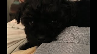 Come meet Sami, the sweetest little Yorkie Poo ever! Watch me make a Toy Gym for our little man.