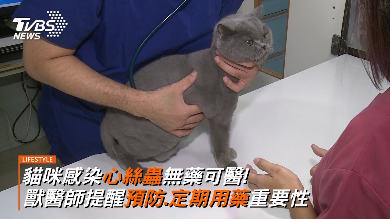 貓咪感染心絲蟲無藥可醫! 獸醫師提醒預防.定期用藥重要性