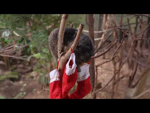 Primates get festive treats to celebrate the Magic of Christmas at London Zoo
