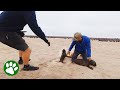 Brave little seal pup tries to protect friend from rescuer