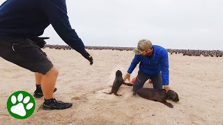 Brave little seal pup tries to protect friend from rescuer