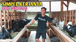 Download lagu The World's Most Practical Goat Farming Tactics, Developing Very Rapidly mp3