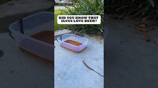 Download lagu Catch Slugs Effortlessly with This Simple Beer Trick mp3