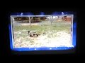 Afv Honorable Mentions S14e18