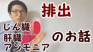 【中学理科】2-7 排出～じん臓と肝臓のはたらきなど～【中２理科】