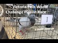 Victoria Falls Winners and top pigeons showcased!