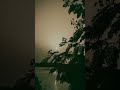 Lata Mangeshkar Song Sunya Sunya Maifilit Maja