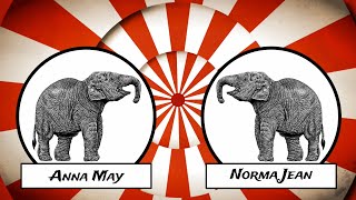 Norma Jean, The Elephant: Snapshot