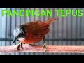 PANCINGAN TEPUS KEPALA ABU SUARA KOMPLIT NGEBREN NYIUL