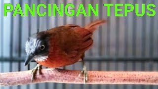 Download lagu PANCINGAN TEPUS KEPALA ABU !! SUARA KOMPLIT NGEBREN NYIUL mp3