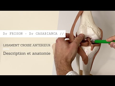 Ligament croisé antérieur: anatomie et rôle. #genou #ligamentcroise #frison