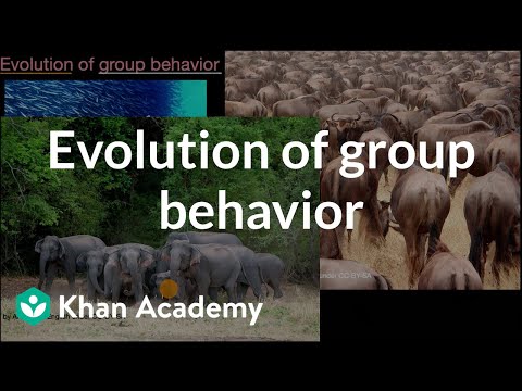 Evolution of group behavior (video) | Khan Academy
