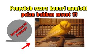 Download lagu IMPORTANT!!! Causes of low canary sound volume mp3